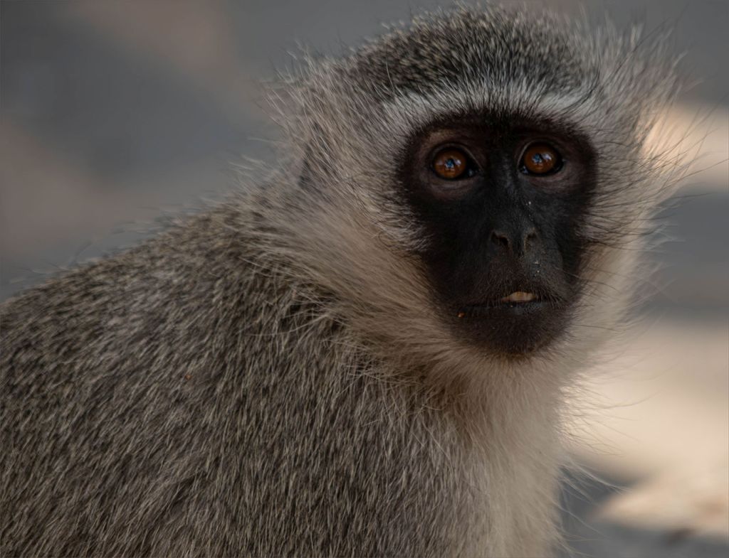 Best Junior Image of the Month